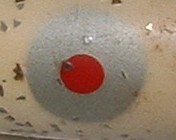 Porter Target